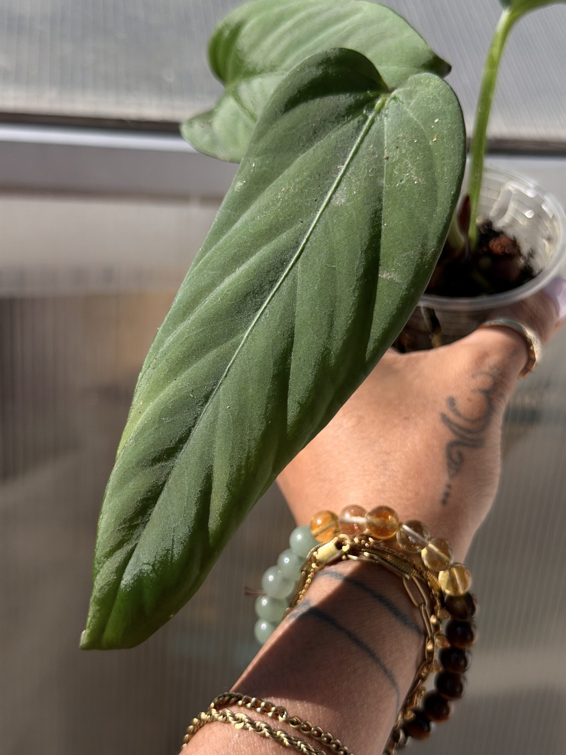 Anthurium hebetatum (purple emergent )