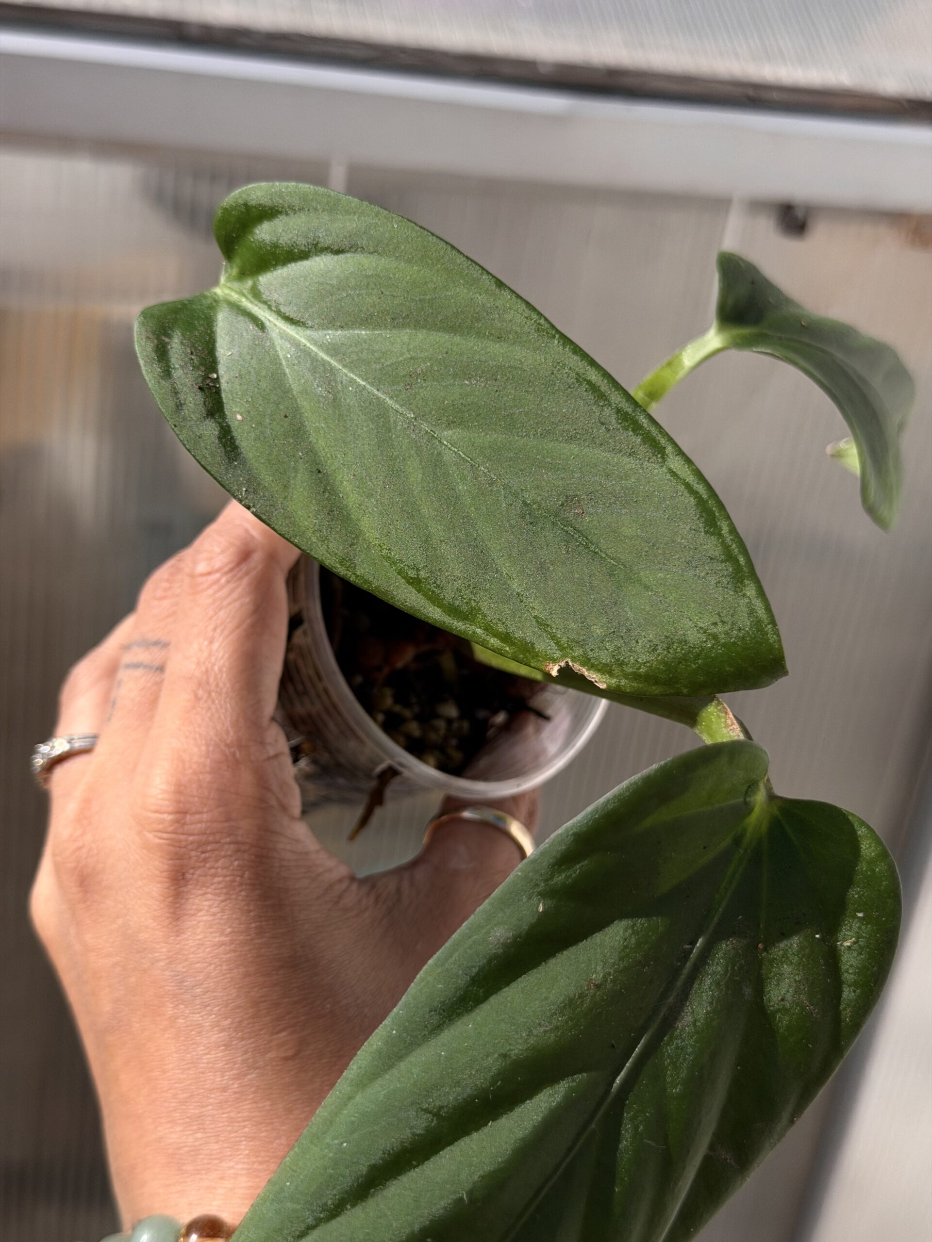 Anthurium hebetatum (purple emergent ) - Image 3