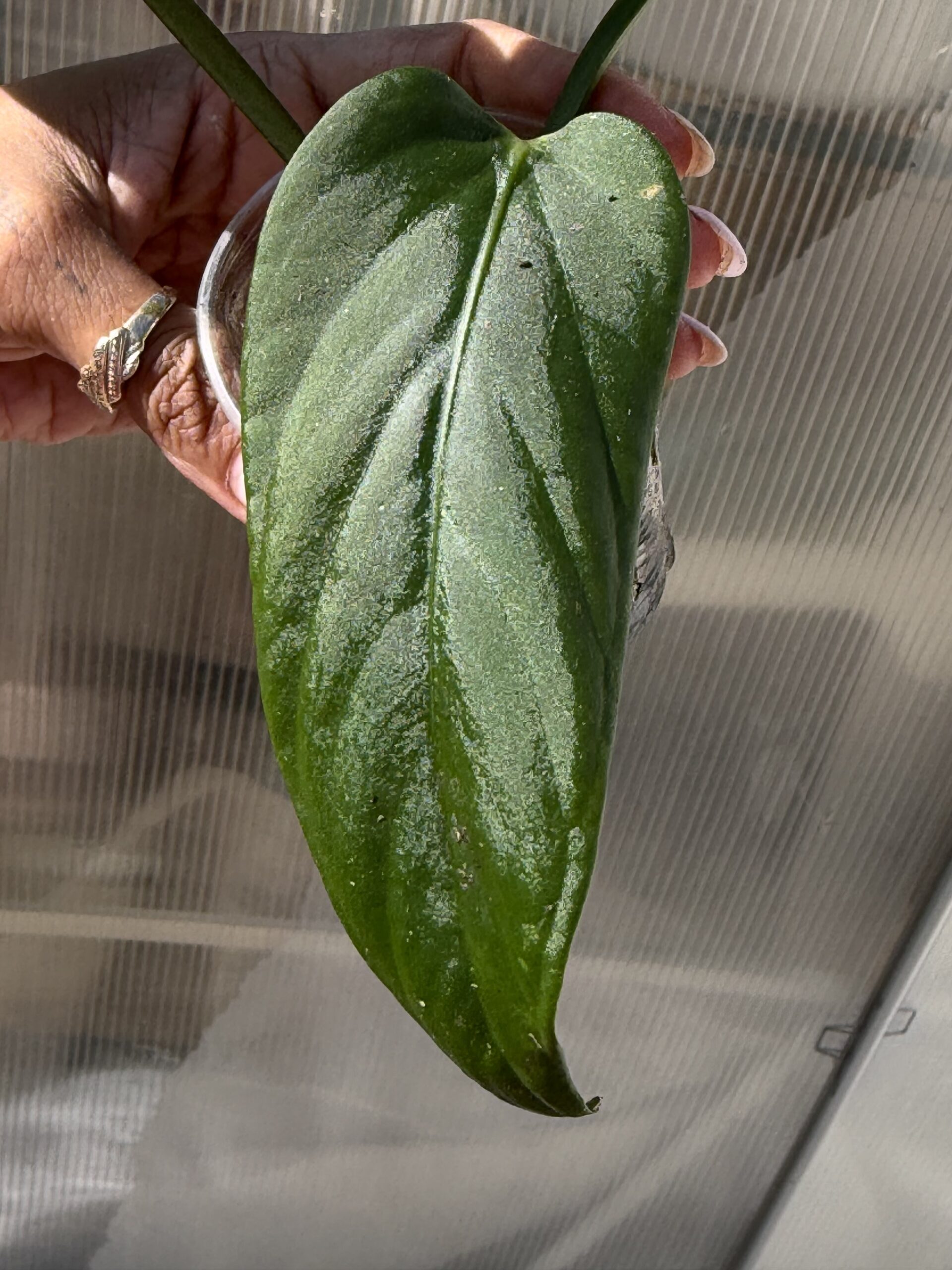 Anthurium hebetatum (purple emergent ) - Image 4