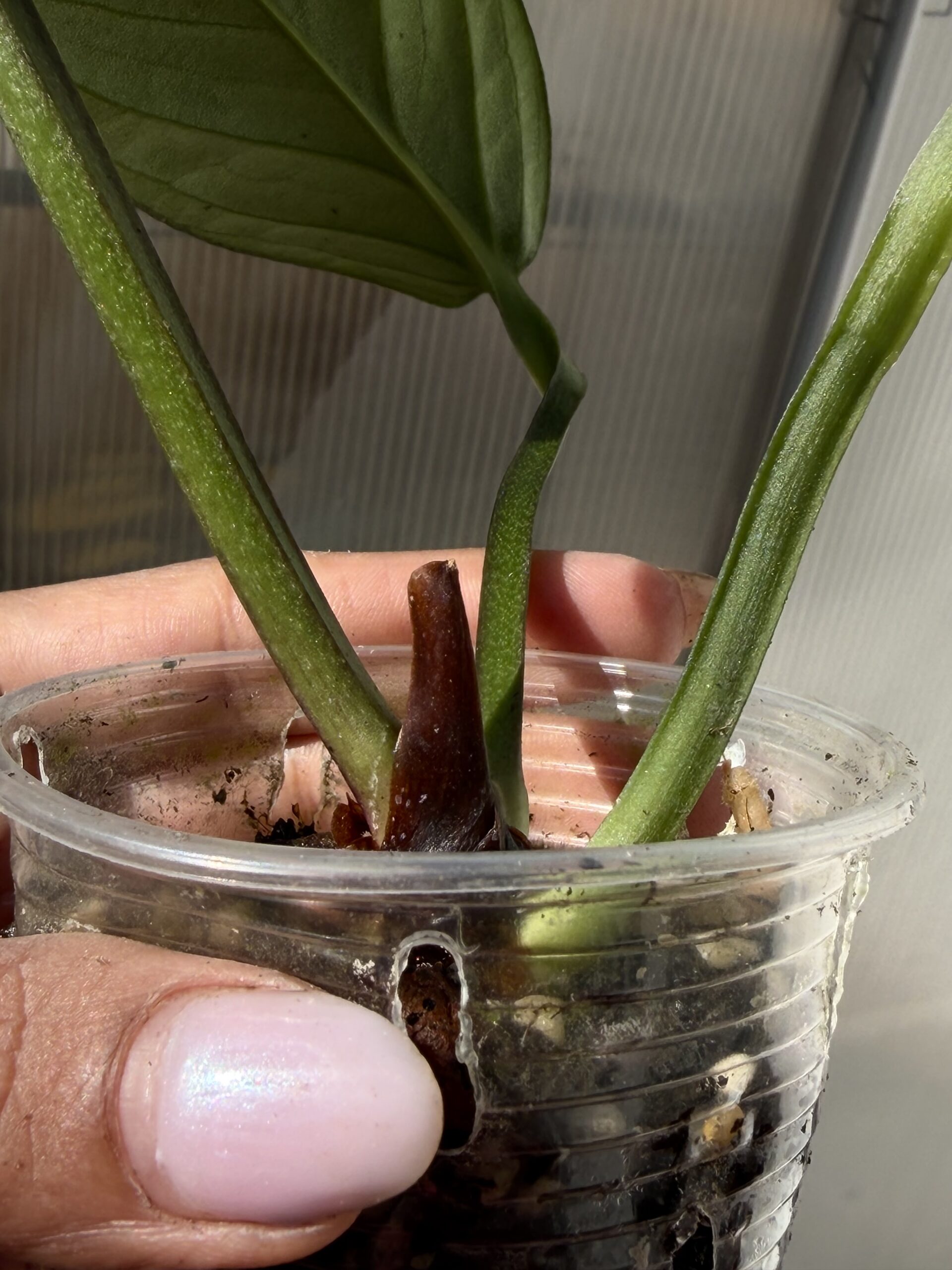 Anthurium hebetatum (purple emergent ) - Image 2