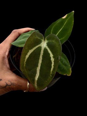 Seedling Collector Rare Anthurium carlablackaie PM1 x Round x Gph x Round seed