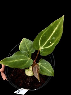 Seedling Collector Rare Seedling Collector Rare Anthurium carlablackaie PM1 x