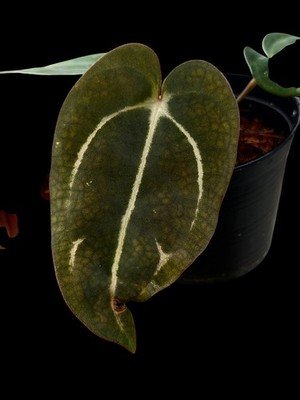 Seedling Collector Rare Anthurium carlablackaie RA10 x PM1 seed grown -2