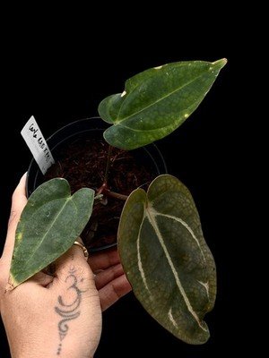 Seedling Collector Rare Anthurium carlablackaie RA10 x PM1 seed grown -2 - Image 2