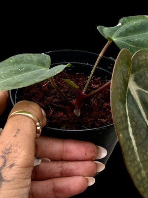 Seedling Collector Rare Anthurium carlablackaie RA10 x PM1 seed grown -2 - Image 3