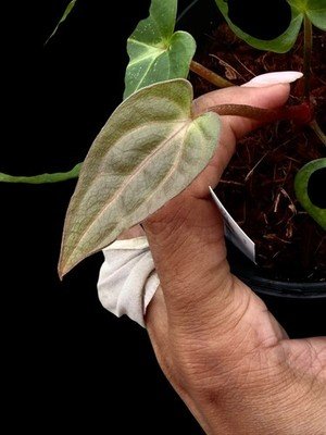 Seedling Collector Rare Anthurium carlablackaie Round x Gph x RA10 seed grown -2
