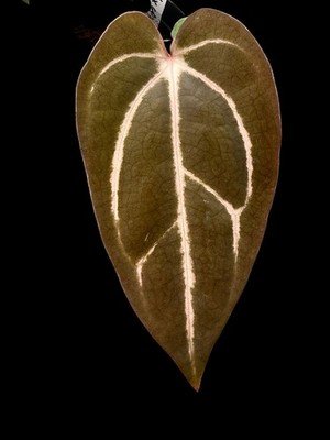 Seedling Collector Rare Anthurium carlablackaie Round x Gph x RA8 seed grown