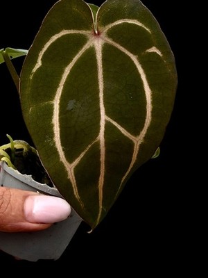 Seedling Collector Rare Anthurium carlablackaie OG5 x RA4 clone of my mother