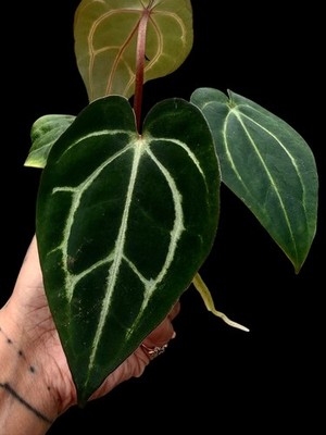 Seedling Collector Rare Anthurium carlablackaie OG5 x RA4 clone of my mother - Image 2