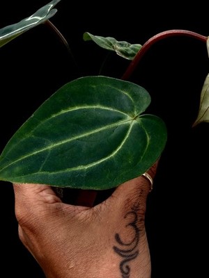 Seedling Collector Rare Anthurium carlablackaie OG5 x RA4 clone of my mother - Image 3