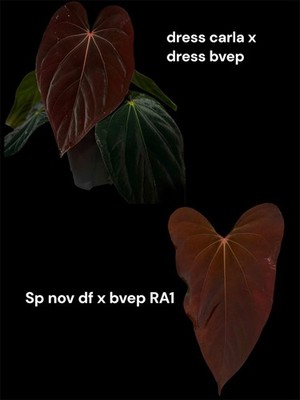 Collector Rare Anthurium (dress carla x dress bvep) x nov df x bvep RA1
