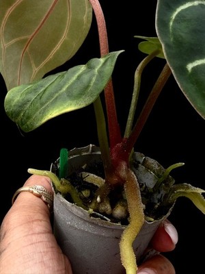 Seedling Collector Rare Anthurium carlablackaie OG5 x RA4 clone of my mother - Image 4
