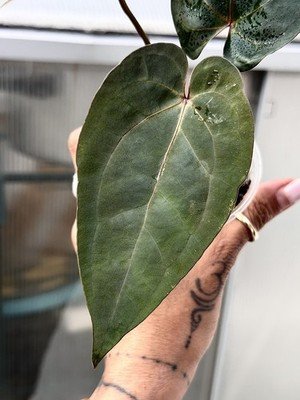Seedling Collector Rare Exact Plant Collector Rare Anthurium Ace of spades df