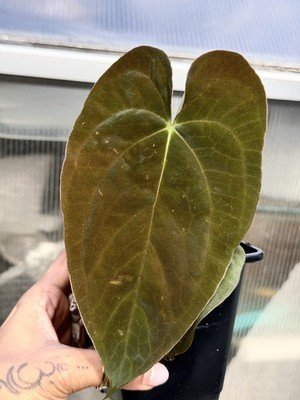 Exact Plant Collector Rare Anthurium papillilaminum green genie x bvep “purple
