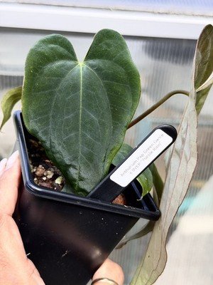 Exact Plant Collector Rare Anthurium papillilaminum green genie x bvep “purple - Image 2