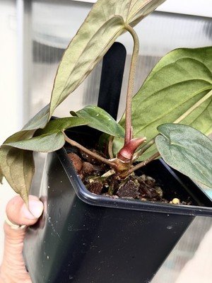 Exact Plant Collector Rare Anthurium papillilaminum green genie x bvep “purple - Image 3