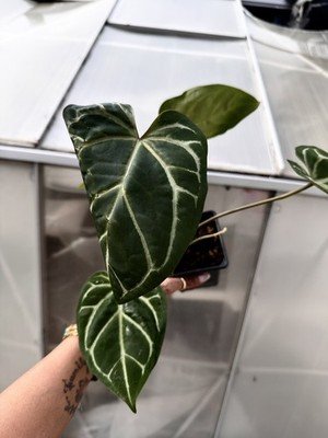 Exact Plant Collector Rare Anthurium crystallinum chocolatey X magnificum