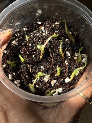 Collector Rare Anthurium (dress carla x dress bvep) x nov df x bvep RA1 - Image 2