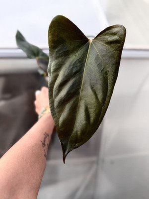 Exact Plant Collector Rare Anthurium indo port x narrow AOS x carla