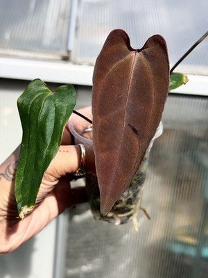 Exact Plant Collector Rare Anthurium Ace of spades df tezula hybrid