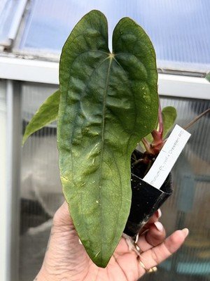 Exact Plant Collector Rare Anthurium papillilaminum RL dwane self x dressleri rg