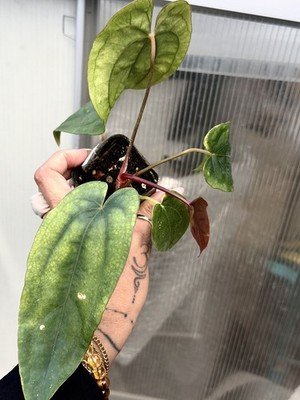 Exact Plant Collector Rare Anthurium papillilaminum RL dwane self x dressleri rg - Image 2