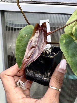 Exact Plant Collector Rare Anthurium papillilaminum RL dwane self x dressleri rg - Image 3