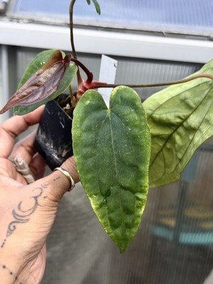 Exact Plant Collector Rare Anthurium papillilaminum RL dwane self x dressleri rg - Image 4