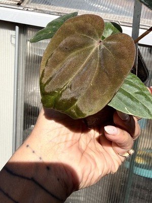 Seedling Collector Rare Exact Plant Collector Rare Anthurium dressleri RG x