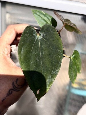 Seedling Collector Rare Exact Plant Collector Rare Anthurium dressleri RG x - Image 2