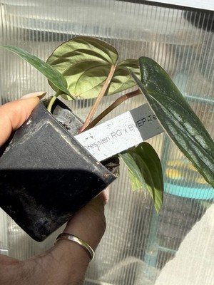 Seedling Collector Rare Exact Plant Collector Rare Anthurium dressleri RG x - Image 3