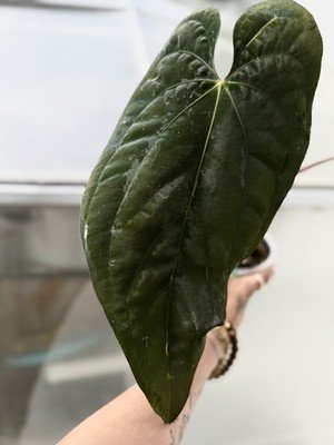 Exact Plant Collector Rare Anthurium rg dressleri f2 x carla ‘amanda’ x long x