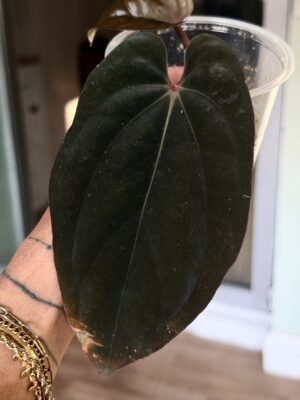 Anthurium dressleri carla x bvep
