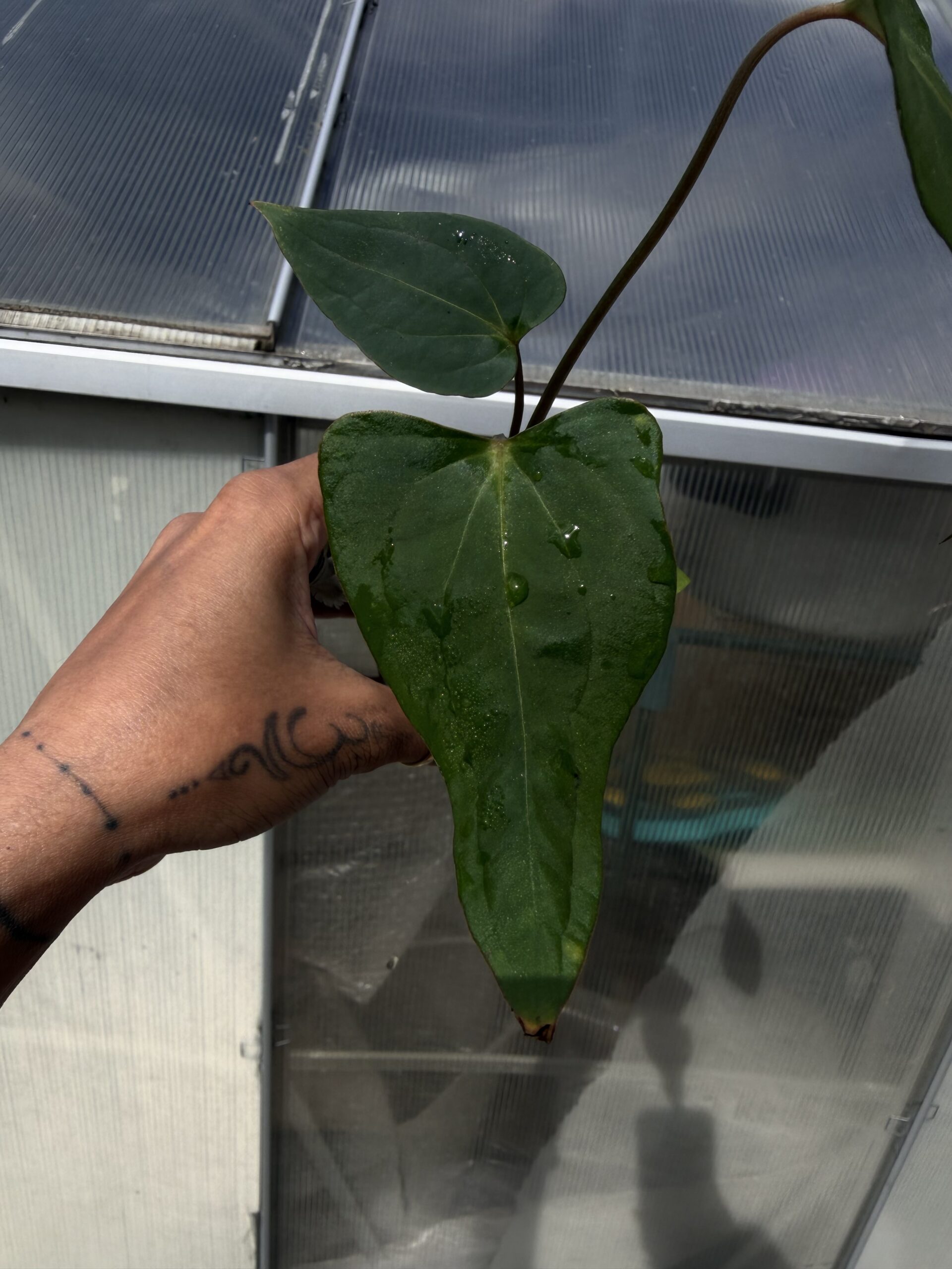 Rare Anthurium subsignatum × Anthurium papillilaminum x-one Collector Clone