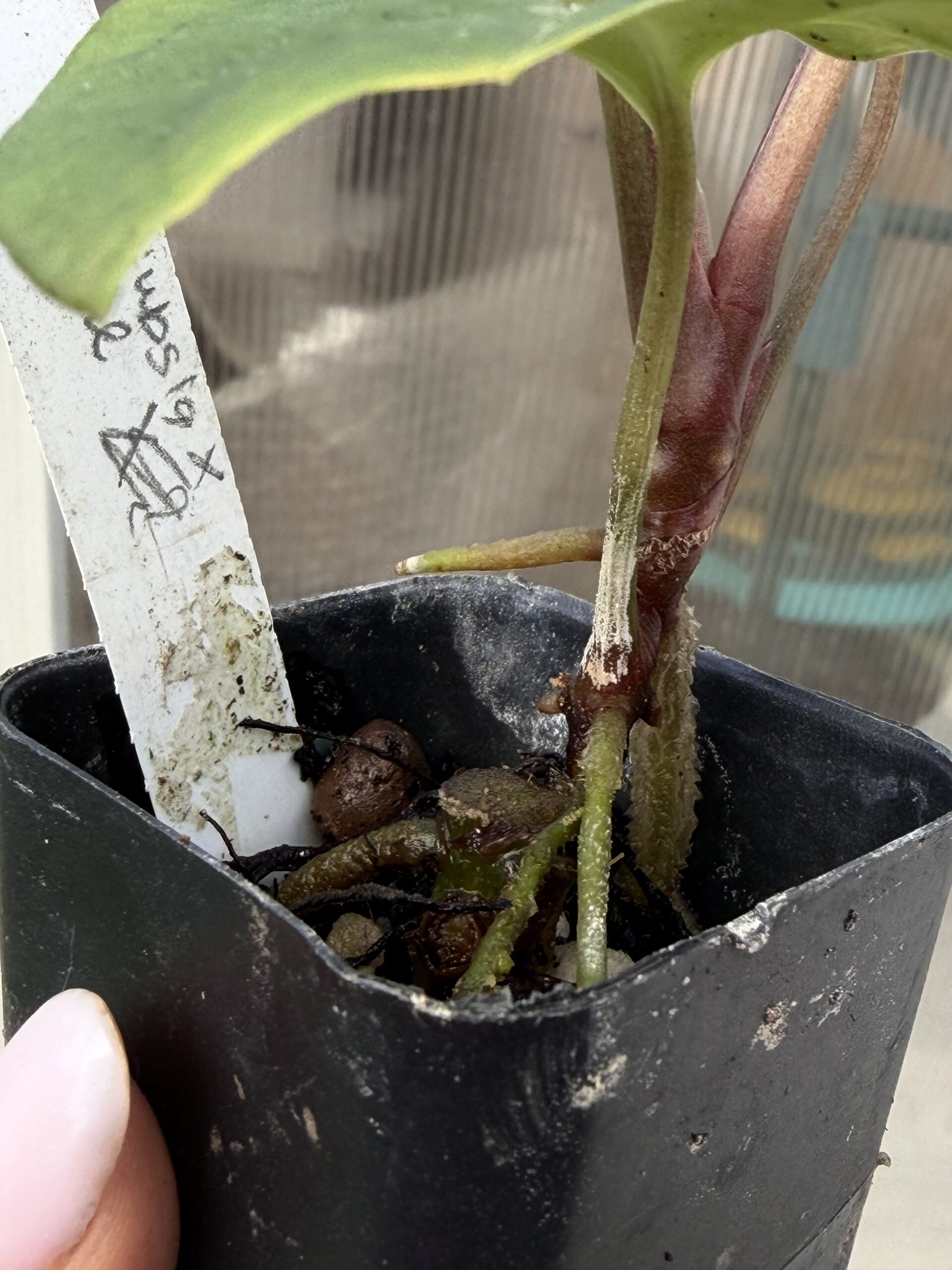 Rare Anthurium subsignatum × Anthurium papillilaminum x-one Collector Clone - Image 3