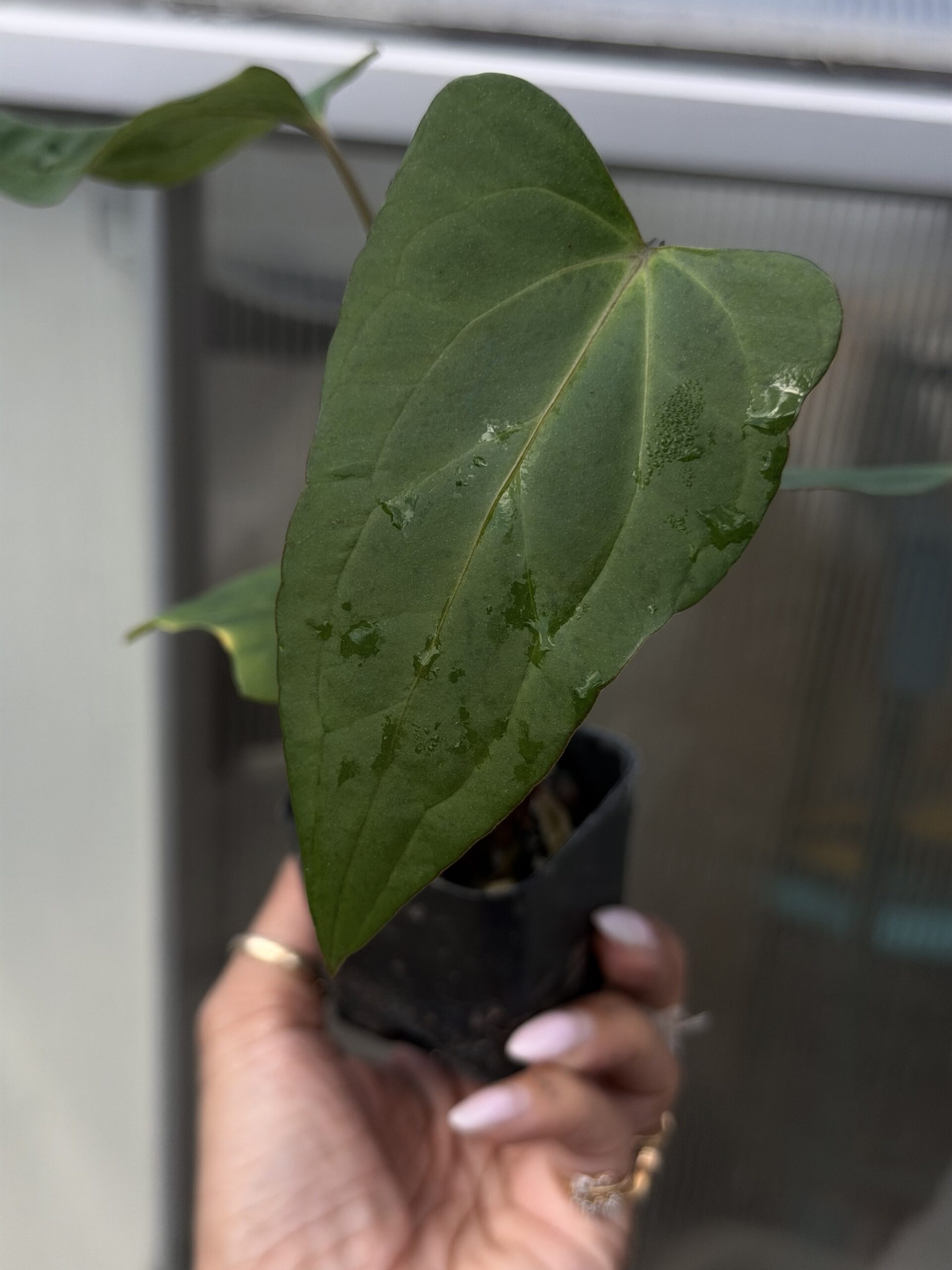 Rare Anthurium subsignatum × Anthurium papillilaminum x-one Collector Clone - Image 2