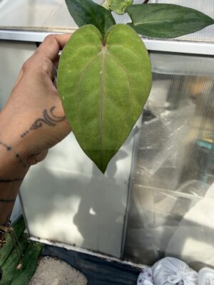 Rare Anthurium AOS × RVDP mint Collector Seedling