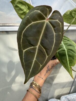Rare Anthurium carlablackiae × crystallinum Collector Anthurium