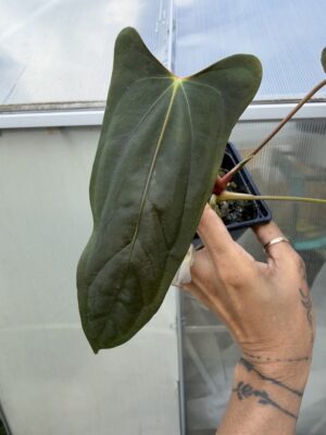 Rare Anthurium RAlph lynam × Fort sherman long daggery Collector Plant