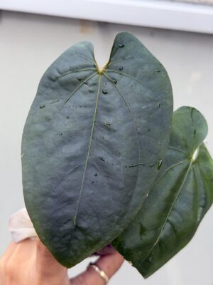 Rare Anthurium Rare Anthurium AOS df tezula × dressleri RG Top Cutting