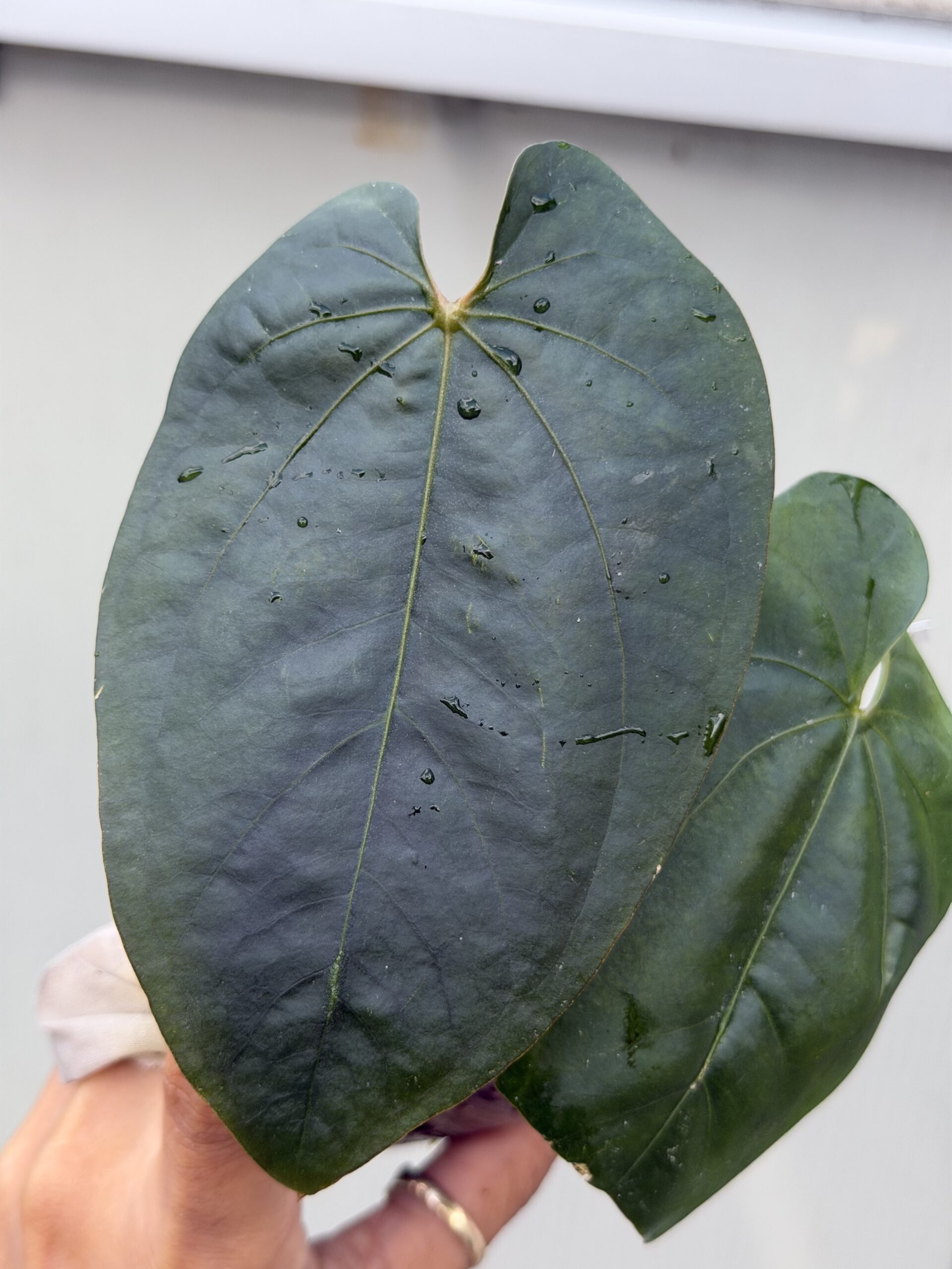 Rare Anthurium Rare Anthurium AOS df tezula × dressleri RG Top Cutting