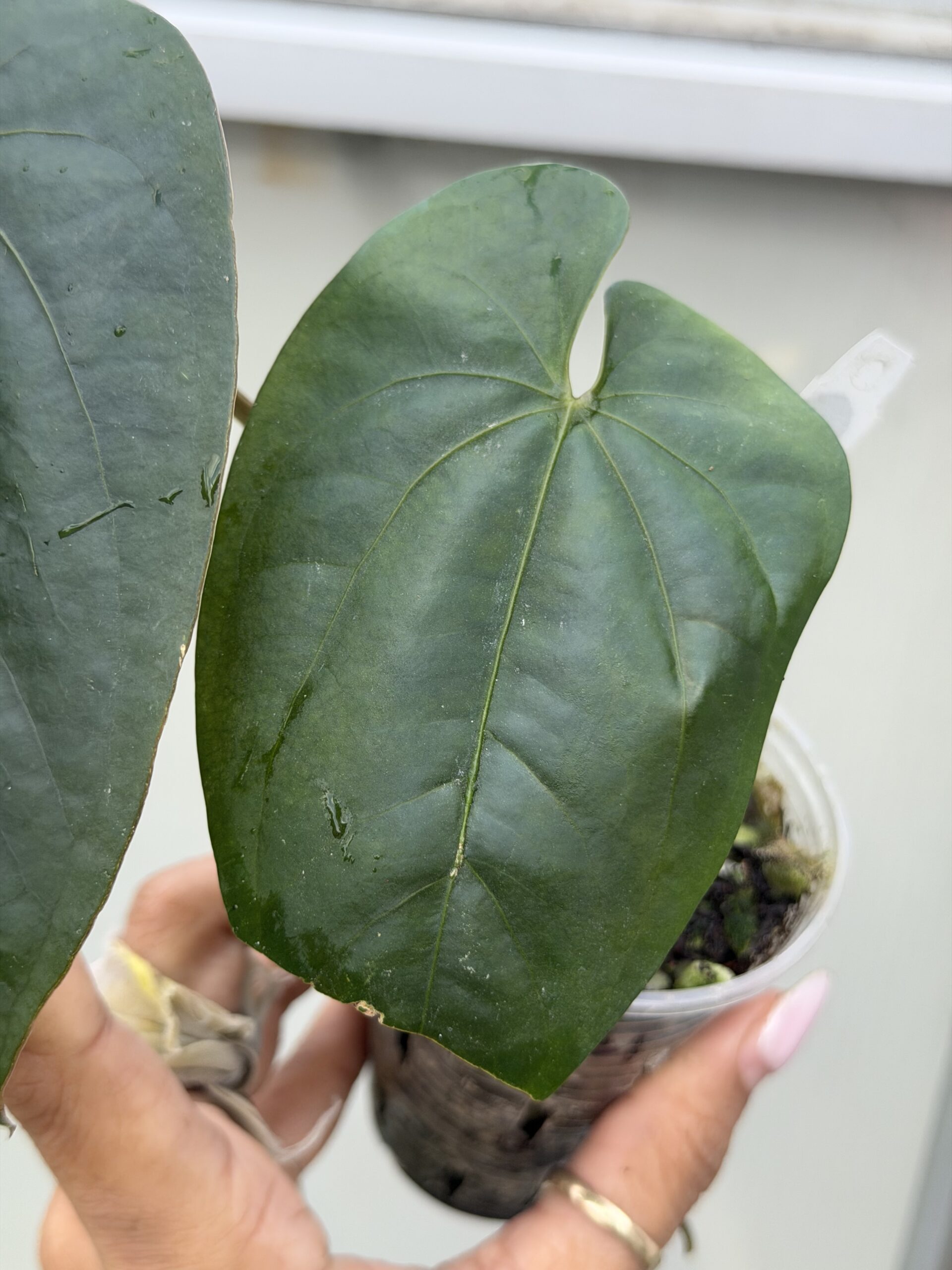 Rare Anthurium Rare Anthurium AOS df tezula × dressleri RG Top Cutting - Image 2