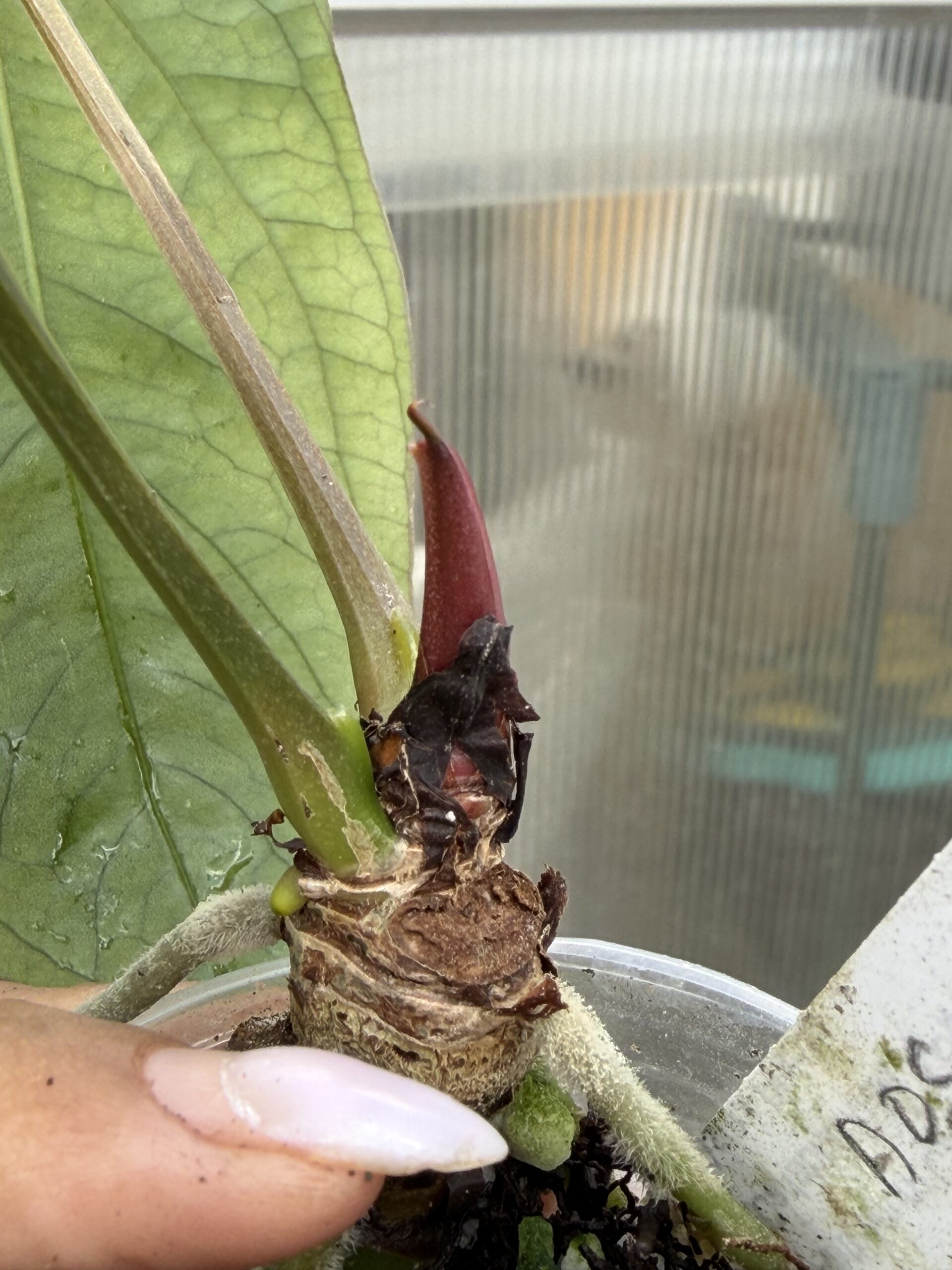 Rare Anthurium Rare Anthurium AOS df tezula × dressleri RG Top Cutting - Image 3