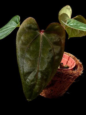 Anthurium RVDP x Bvep