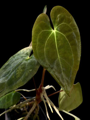 Anthurium gatorskin x swampy bunny x pap shrek x RA5