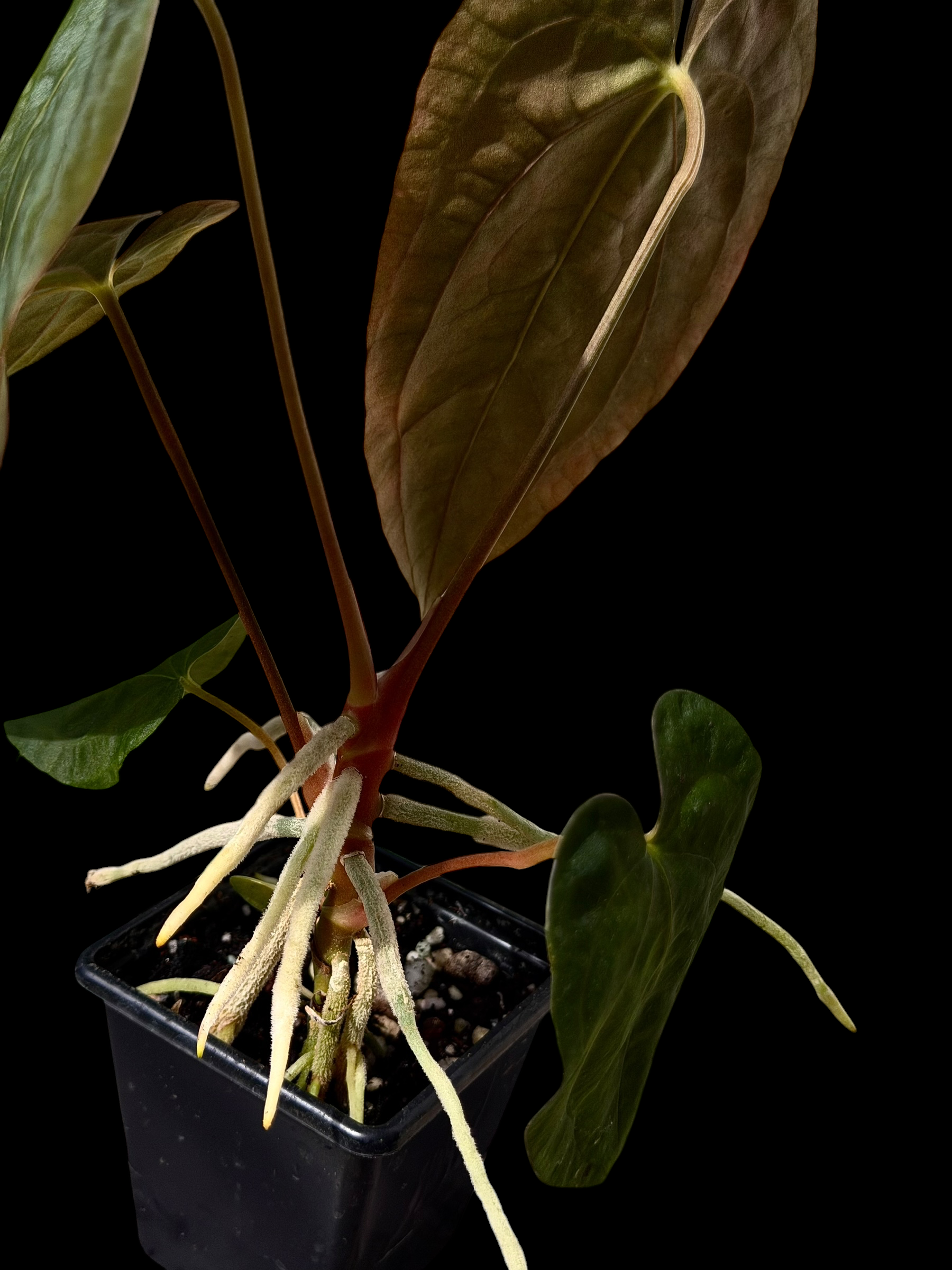 Anthurium gatorskin x swampy bunny x pap shrek x RA5 - Image 2