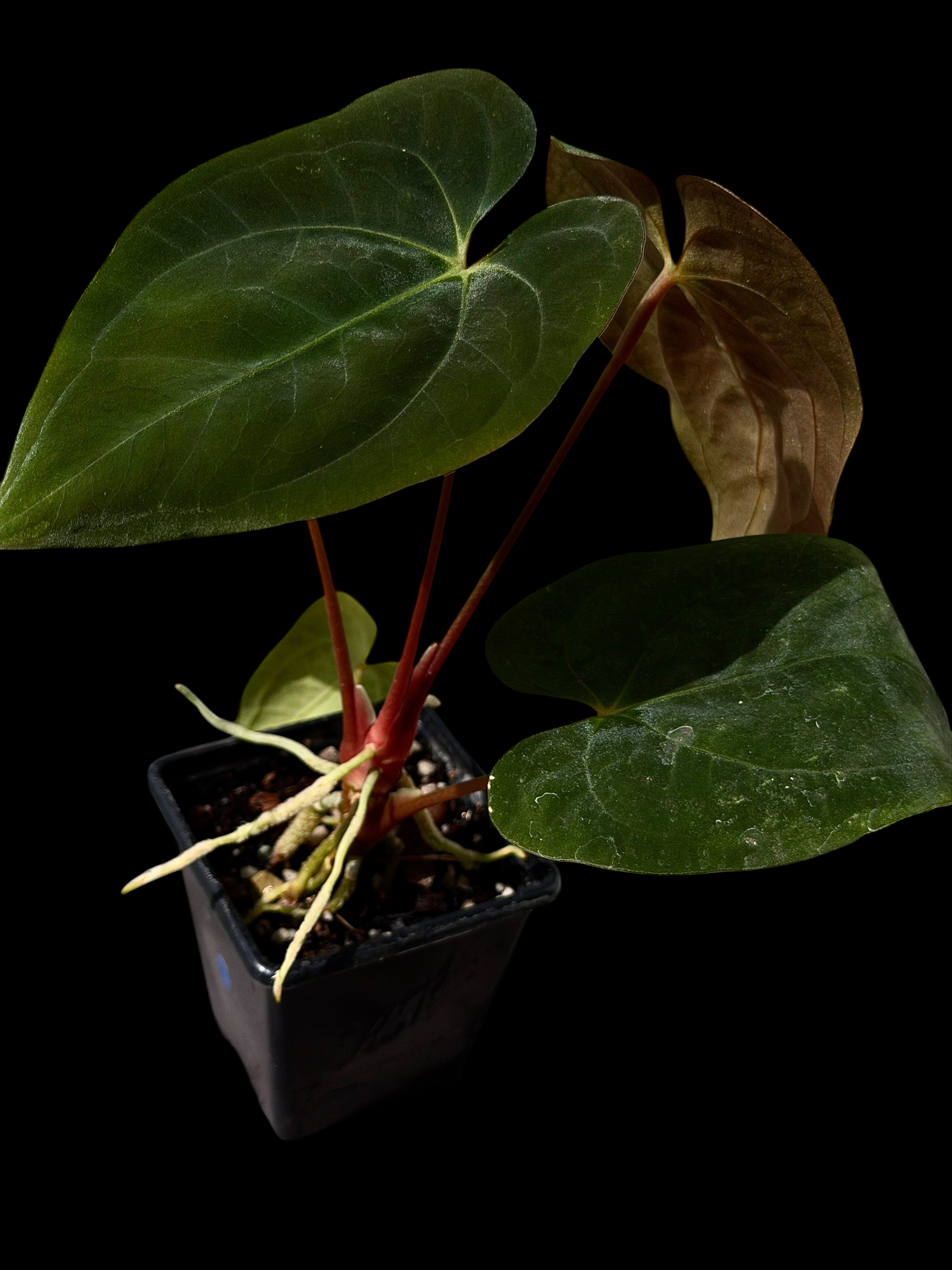 Anthurium gatorskin x swampy x pap shrek x RA5 - Image 2