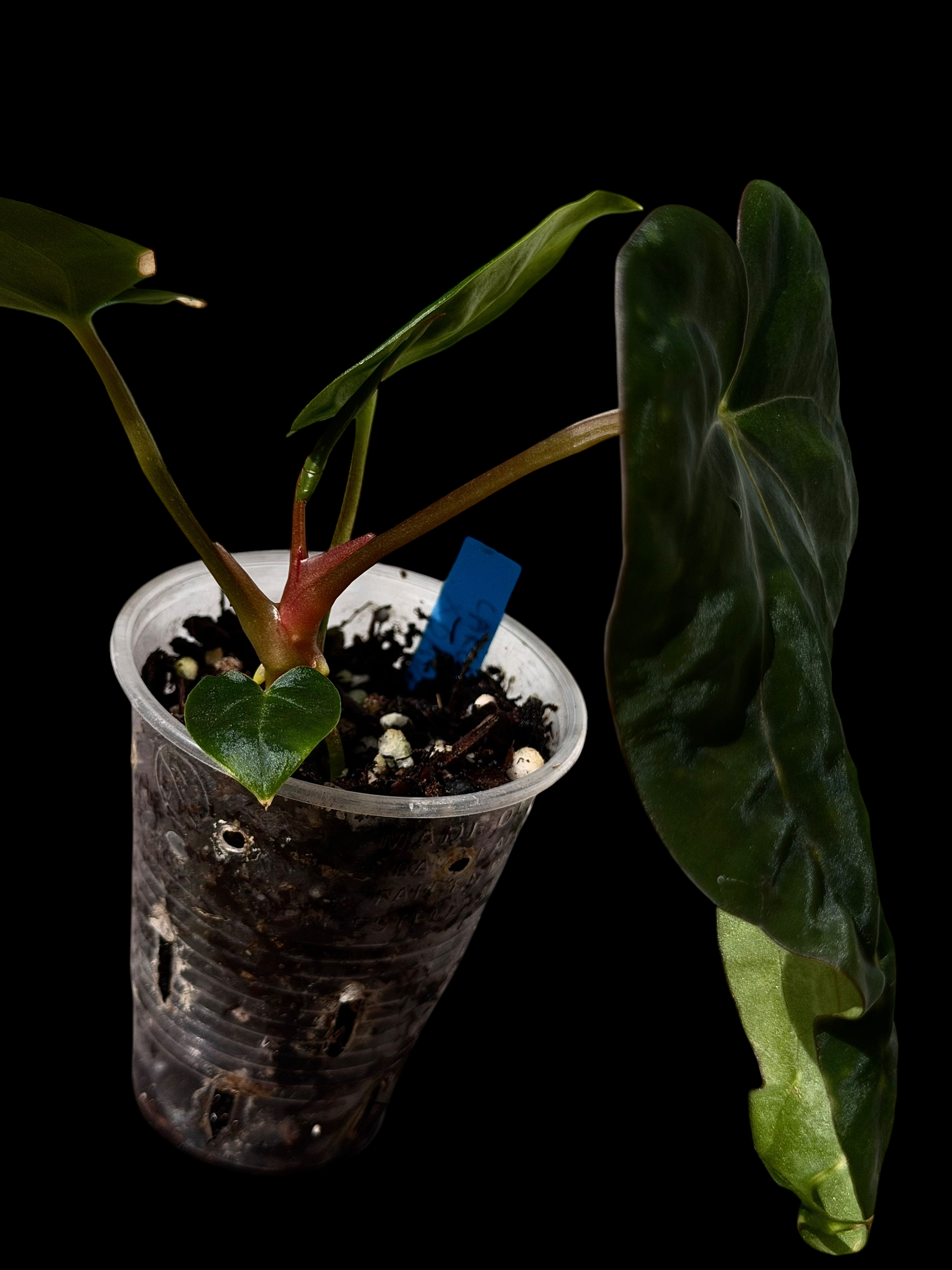 Anthurium carla pap X pap Dadbod - Image 2