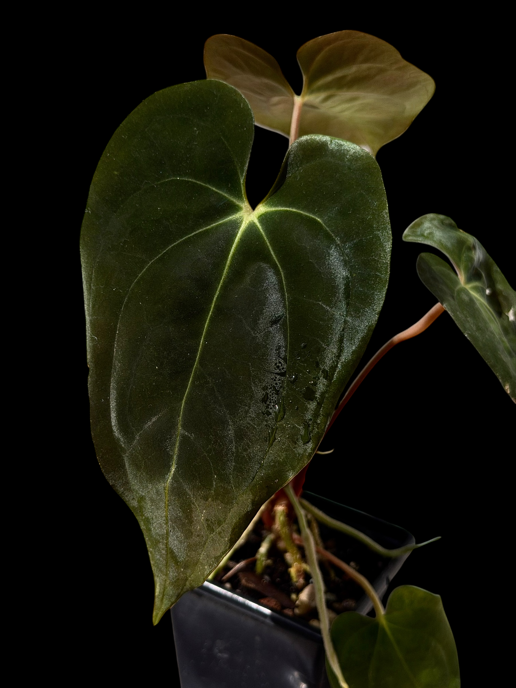Anthurium gatorskin x swampy x pap shrek x RA5
