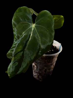 Anthurium carla pap X pap Dadbod